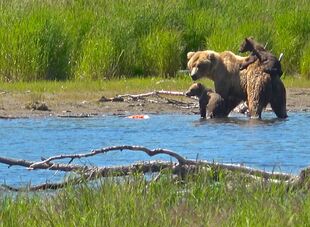 171 with her 2 spring cubs, 1 of which is riding on her back on June 27, 2019 at 15:59 photograph by Truman Everts