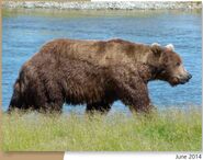 856 June 2014 NPS photo 2015 Bears of Brooks River book page 68