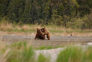 132 with her yearling June 2016 NPS photo by KNP&P Ranger Maurice Whalen