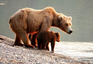 171 and her 2 spring cubs July 9, 2019 photo by Olatz Azcona Munárriz