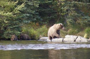 128 Grazer and 2 spring cubs September 11, 2020 photo by 907AKSnow
