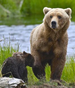 171 with her 2 spring cubs on June 30, 2019 at 11:54 photograph by Truman Everts