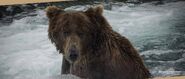 856 Year Unknown, NPS photo from the Chapter 6: Adult Males page of the 2018 Bears of Brooks River book, page 64 ~ NPS photo only. 856 glances at bear viewers as he fishes "the jacuzzi".