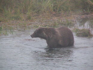 NPS photo from KNP&P bear monitoring files labeled as 477 Sara taken September 12, 2010