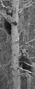 BEADNOSE 409 PIC 2016.07.16 - 2016.07.21 2 SPRING CUBS 909 & 910 TREED TRUMAN EVERTS POSTED 2016.09.01 20.05