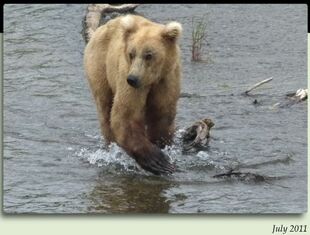 128 Grazer July 2011 NPS photo 2012 Brown Bears of Brooks Camp iBook