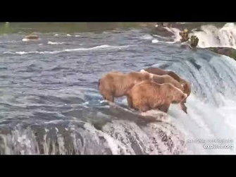 128_Grazer_steals_her_son's_fish_Explore.org_08.20.21