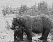 409 Beadnose with 1 of 2 spring cubs visible between July 16, 2019 - July 21, 2019 photograph by Truman Everts