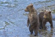 409 Beadnose's 2 spring cubs (909 & 910) on July 19, 2016 at 20:07 photograph by Truman Everts