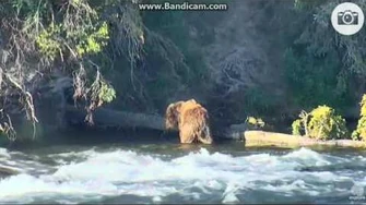 Backpack_and_410_catch_and_eat_fish!_June_27,_2016_by_Ratna-0