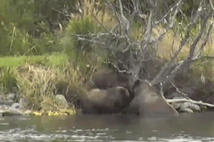 132 and her 2 spring cubs September 23, 2021 gif by LunaCre