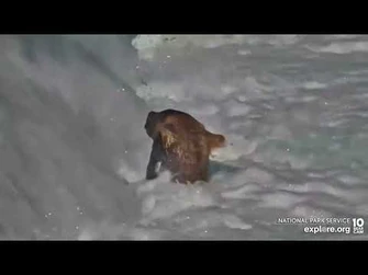 164_Fishes_in_His_Favorite_Spot_-_July_27,_2022_(explore.org)-2