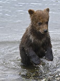 171's smallest spring cub standing in very shallow water on June 30, 2019 at 11:49 photograph by Truman Everts