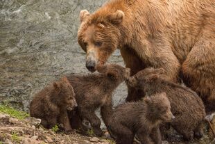 402 and 4 spring cubs July 2015 photo by ©Theresa Bielawski