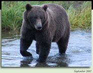 700 Marge September 2007 NPS photo 2012 Brown Bears of Brooks Camp iBook