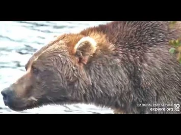 Bear_89_Backpack_2022_Explore_Org_2_1