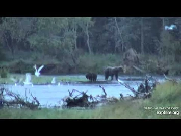 Unknown_Sow_(811)_and_Coy_near_the_oxbow_9-1-2020