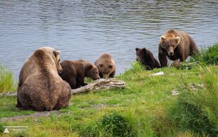 171 and 1 spring cub (left) and 708 Amelia and 2 spring cubs (right) September 16, 2019 photo by scooch