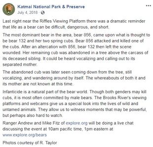 KNP&P's July 4, 2018 Facebook post re: 856 killing 132's spring cub, wounding 132 and separating 132 from her remaining spring cub (part 1 of 2)