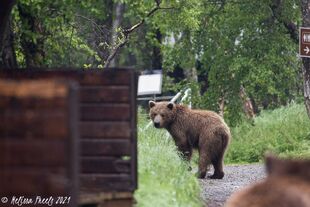 One of 708 Amelia's two 2.5 year old cubs June 27-July 1, 2021 photo by Melissa Freels