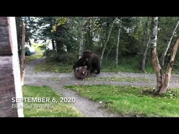 Young_bears_playing-2