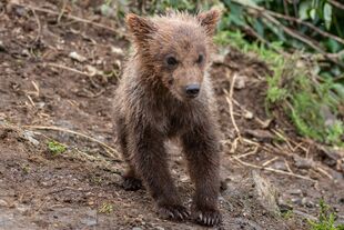 1 of 504's 3 spring cubs July 23-July 26, 2021 photo by ©Theresa Bielawski