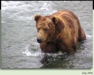 864 Norman July 2006 NPS photo from the 2012 Brown Bears of Brooks Camp iBook