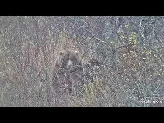 89_Backpack_scratching_his_itch_Explore.org_10.14.21-2