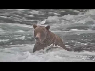 9-16-2021_Bear_503_Explore.org