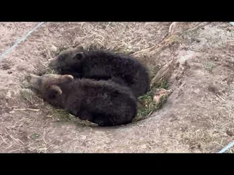 Grazer’s_cubs_7-26-24_Katmai_National_Park