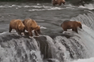 128 Grazer and her two 2.5 year old cubs July 14, 2022 gif by LunaCre