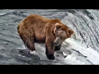 13_Jul_2021-_A_Better_Look_at_913_(explore.org)-2