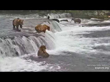 402-503-747_on_2021_07_17_Courtesy_of_Explore.org