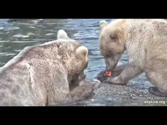 435_and_cub_eating_at_the_falls_-_Explore.org_July_30,_2021