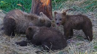 128 Grazer's 3 spring cubs on July 16, 2016 at 21:23 photograph by Truman Everts