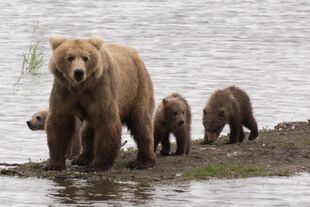 Ranger Russ Taylor's July 15, 2018 13:38 comment with photo of 482 Brett and her 3 spring cubs (photograph only)