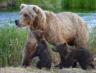 171 with her 2 spring cubs on July 2, 2019 at 22:37 photograph by Truman Everts