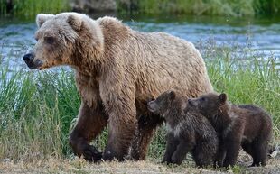 171 with her 2 spring cubs on July 2, 2019 at 22:37 photograph by Truman Everts (03)