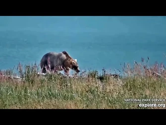 6_Sep_2023-_435_Returns_from_Her_Walkabout_(explore.org)