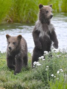 132's 2 spring cubs July 3, 2018 photo by Truman Everts