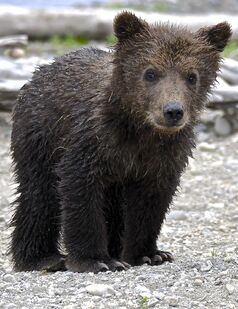 171's smallest spring cub on June 30, 2019 at 11:50 photograph by Truman Everts. Truman shared this information about this photo: "Shortly after we see 171's adorable little spring cub, standing, anticipating a bit of punishment from Mum (which did indeed come, in the form of a big paw swipe to that little face) there's this: A dear snapshot that could be interpreted 10 different ways...IF one didn't know that Mum had just swatted that face."