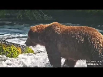 6-24-2022_Bear_801_@_BF_Explore.org