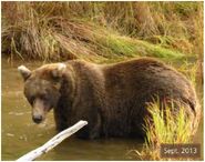 409 Beadnose September 2013 NPS photo 2014 Bears of Brooks River book page 36