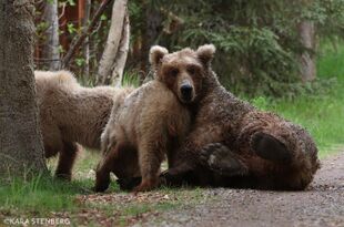 128 Grazer and 2 yearlings June 18, 2021 or prior photo by Kara Stenberg from Brooks Lodge's June 18, 2021 Facebook post