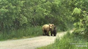 909 and remaining spring cub June 30, 2021 snapshot by an_a_lisa_analog