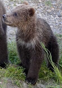 171's smallest spring cub on July 2, 2019 at 22:28 photograph by Truman Everts