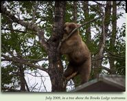 435 Holly treed above the Brooks Lodge restrooms June 28, 2009. Photograph courtesy of Ranger Roy Wood.