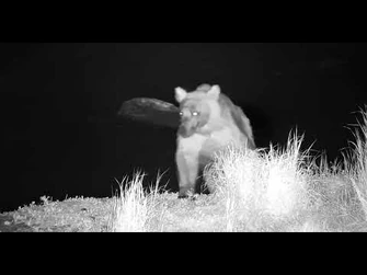 435_returns_overnight,_catches_a_couple_of_fish_-_Explore.org_June_24,_2022