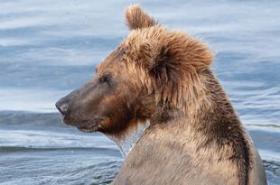 One of 94's three 2.5 year old cubs July 16, 2020 photo by Lee Pastewka (aka RiverPA)