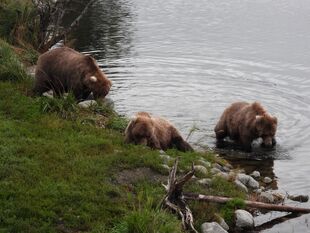 128 Grazer and her two 2.5 year old cubs September 6, 2022 photo by bubdoggy